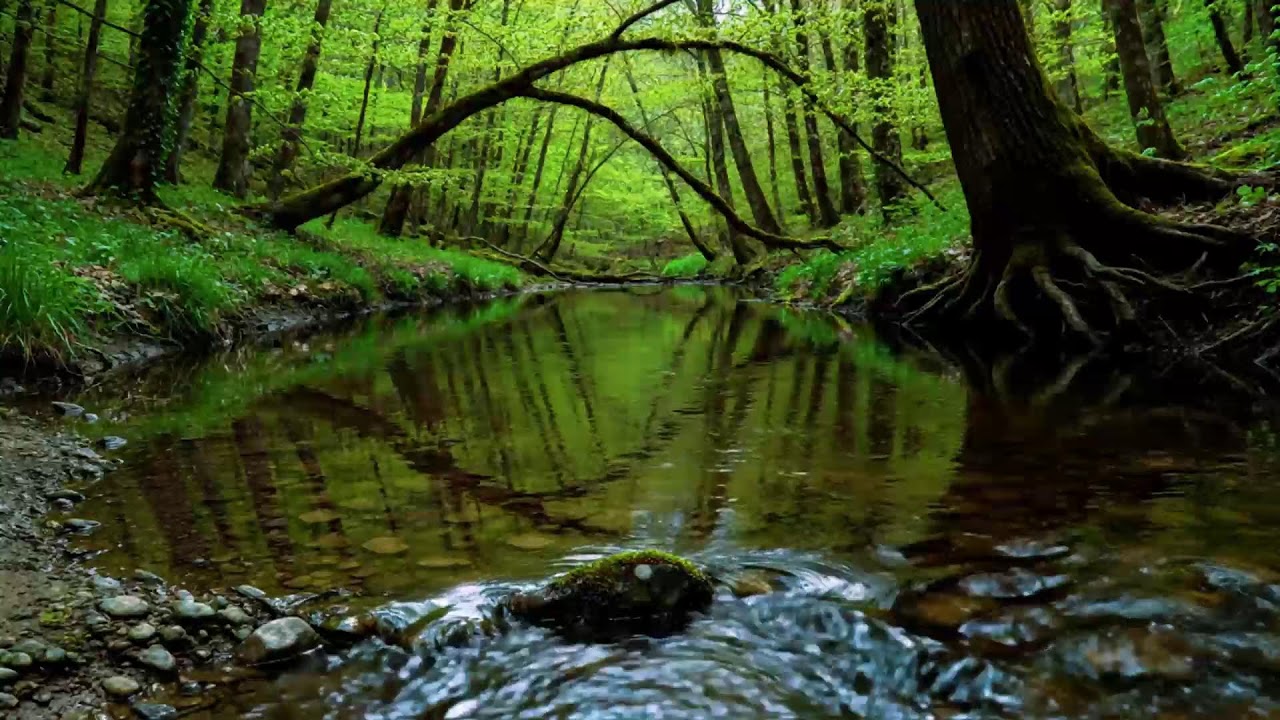Calming Forest Ambience | River Flowing Birds Chirping in Hidden Forest Ambience for Rest, Medicine