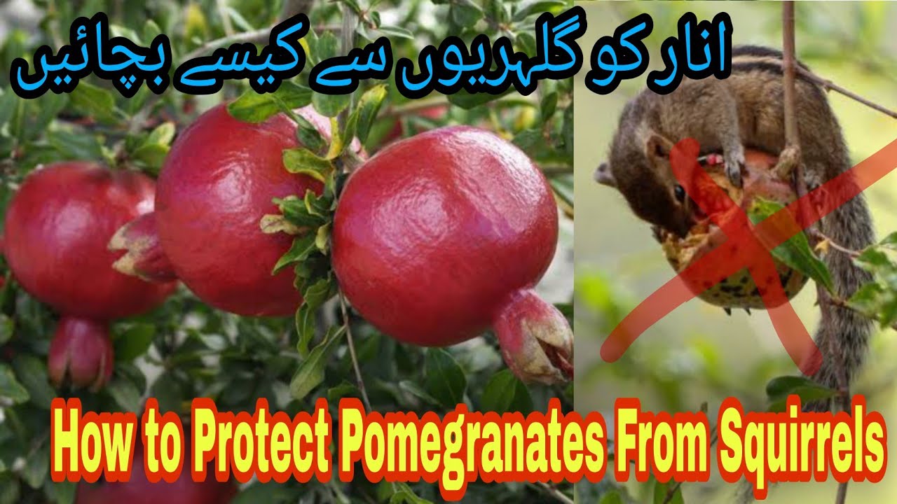 How to Protect Pomegranates From Squirrels | Gardening and Junk Art