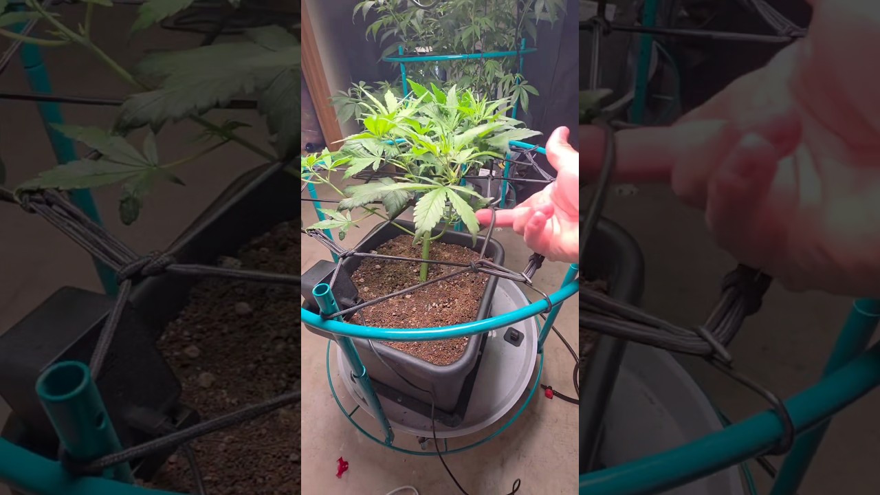 Scrog Net упрощает работу с LST #scrog #lst #plants #mobuds314