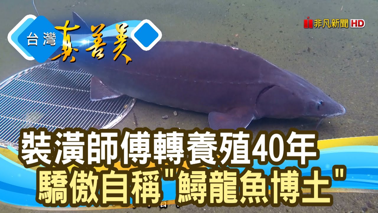 “無毒鱘龍魚”養殖達人｜大坑休閒漁場 ｜【台灣真善美】2022.01.02