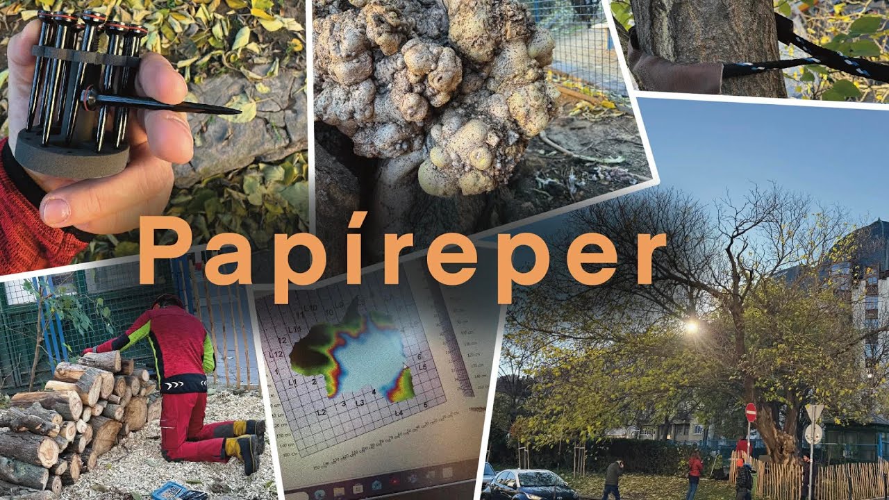 Papíreper