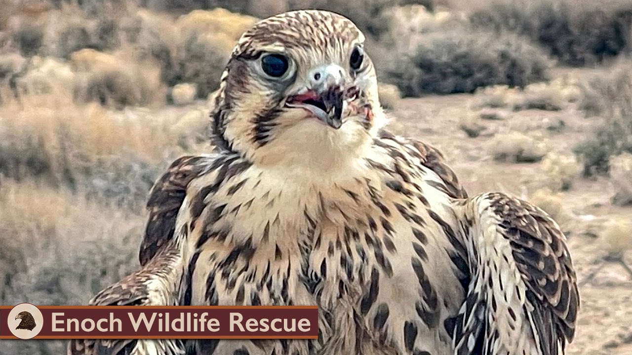 Out with Piper 2 the Prairie Falcon