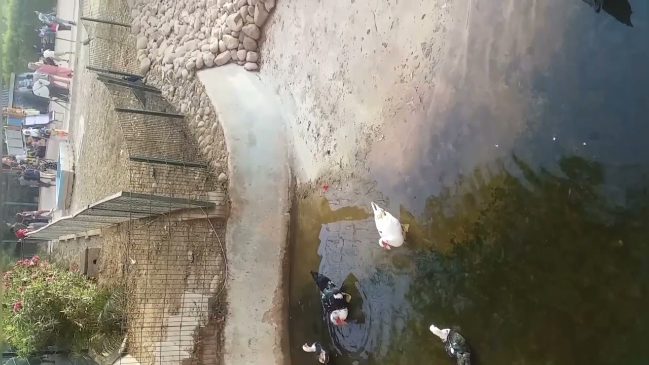 جولةممتعة بحديقة وادي الطيورالجميلة  بأكاديرbirds Valley agadir