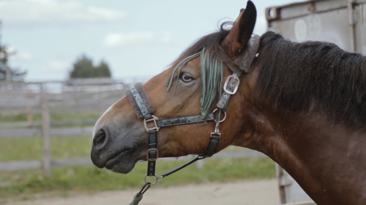 Сялянска-фермерская гаспадарка 