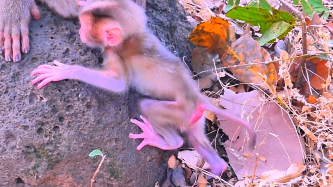 Resilient Baby Monkey Rebounds With Rosita Keeping A Protective Eye From The Canopy