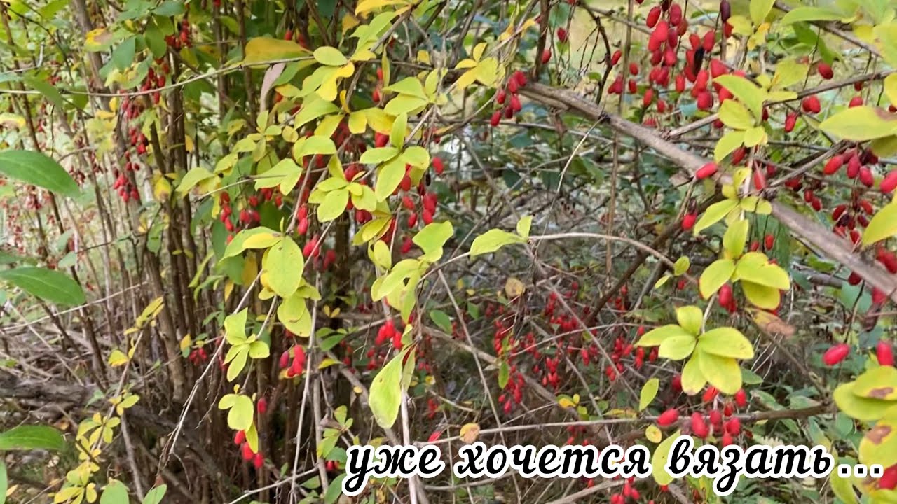 Осенью хочется вязать что-нибудь тёпленькое.