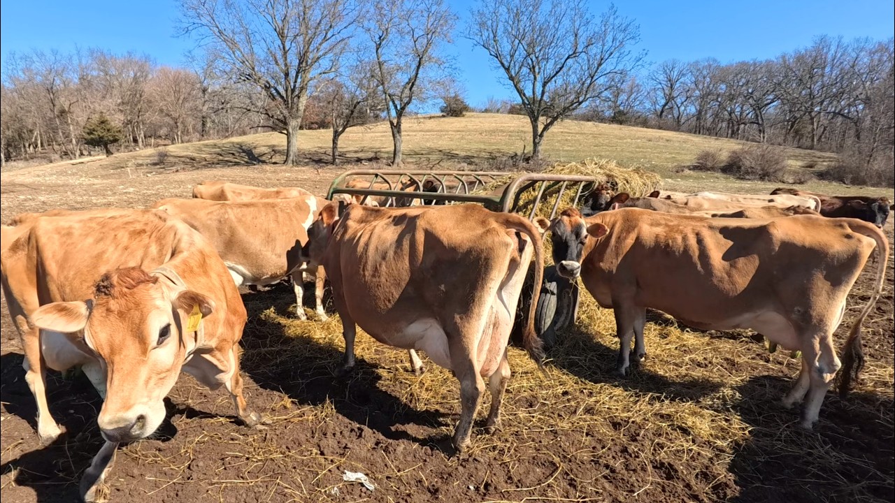 First Time Letting the Cows Out to Pasture This Spring!