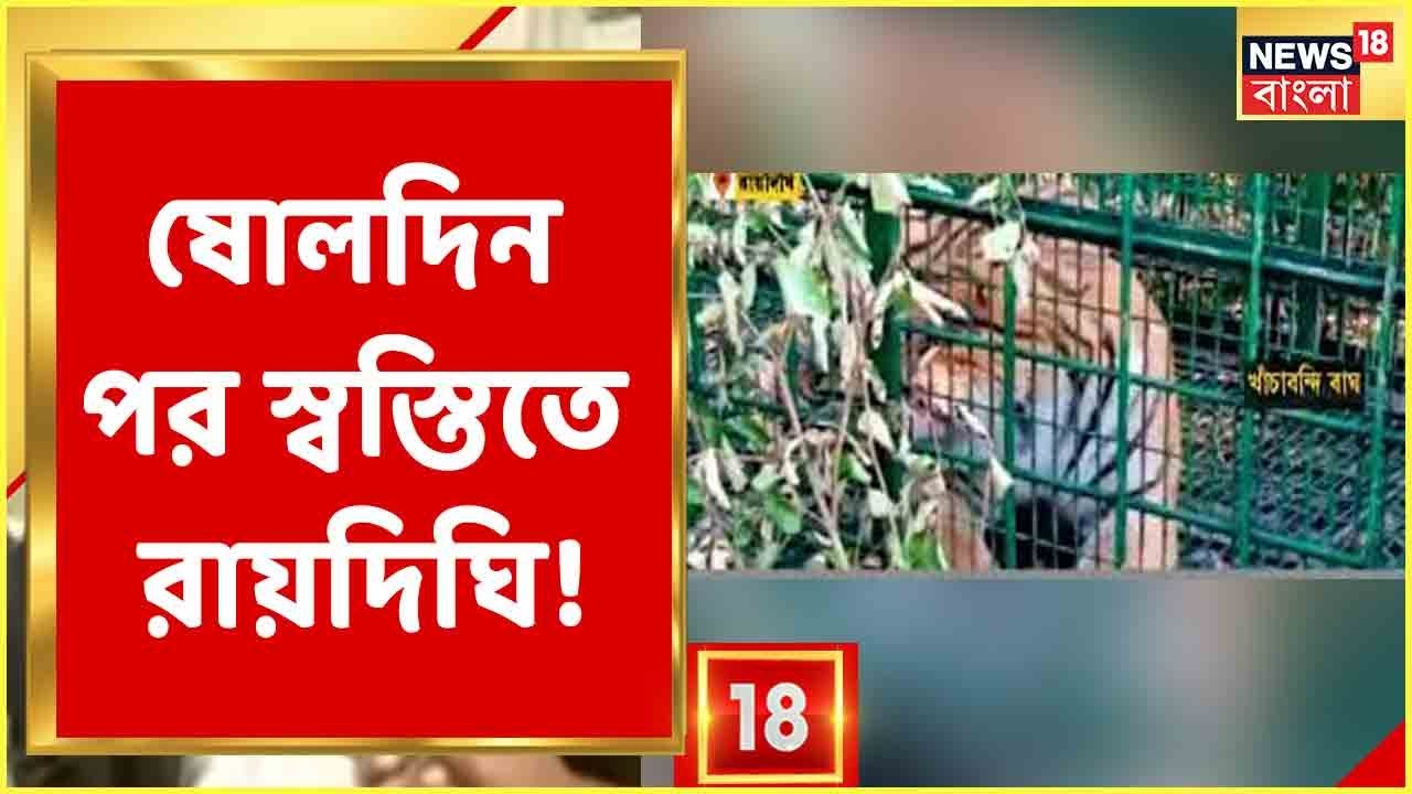 Tiger In Raidighi | ষোলদিন পর স্বস্তিতে Raidighi! অবশেষে খাঁচাবন্দী বাঘমামা,দেখুন ভিডিও |Bangla News