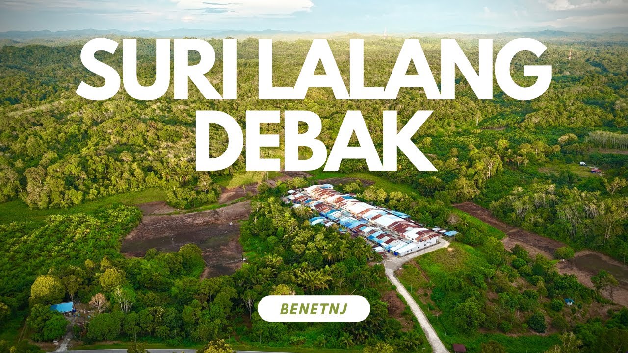 Balik Ke Kampung Suri Lalang Debak / Nenek Balik Dari Kuching Terus Menanam Padi