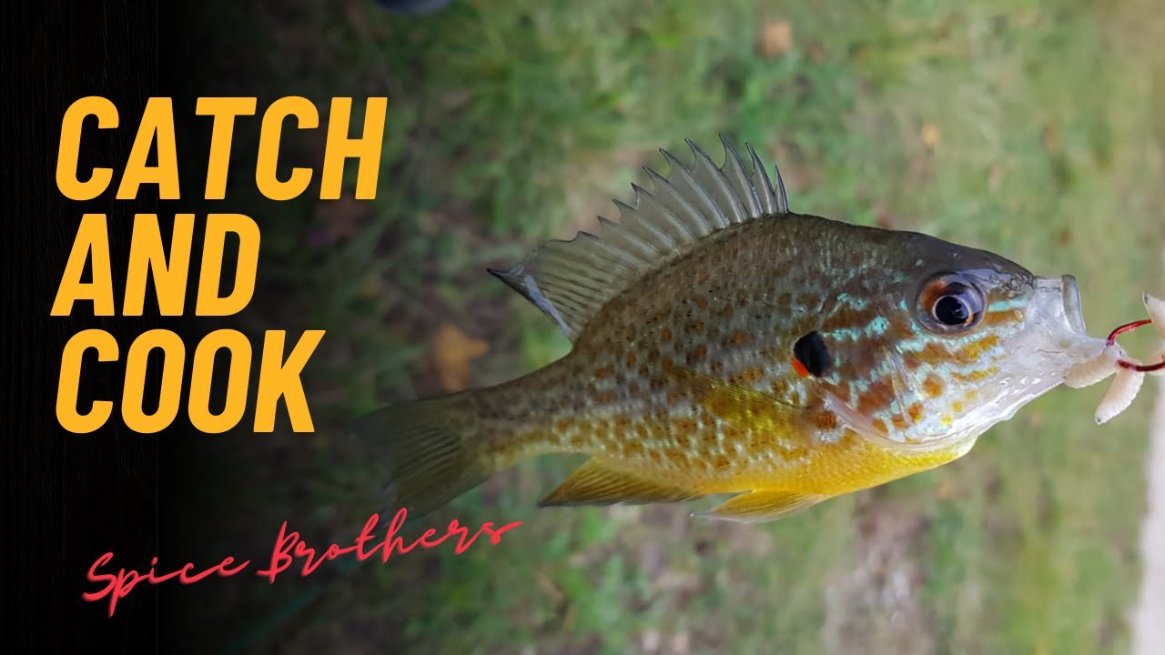 Sonnenbarsch fangen und kochen 🎣🍳 &ndash; Perfektes Catch & Cook Abenteuer!