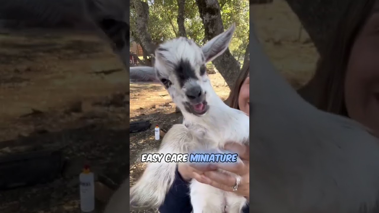 Incredible Animals  #learningthroughstories 🐈🦮🫏🐂🐎