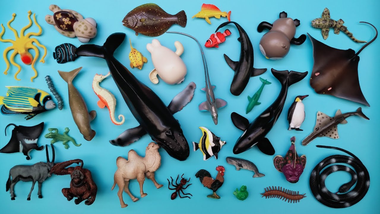 Binatang Laut Hiu Hantu, Gurita, Ikan Batu, Paus Bungkuk, Dugong, Pinguin, Ikan Sebelah, Orca, Pari