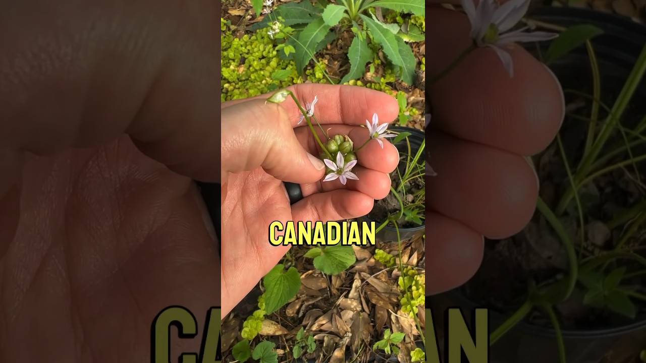 The best wild onion?! #foraging #botany #nature