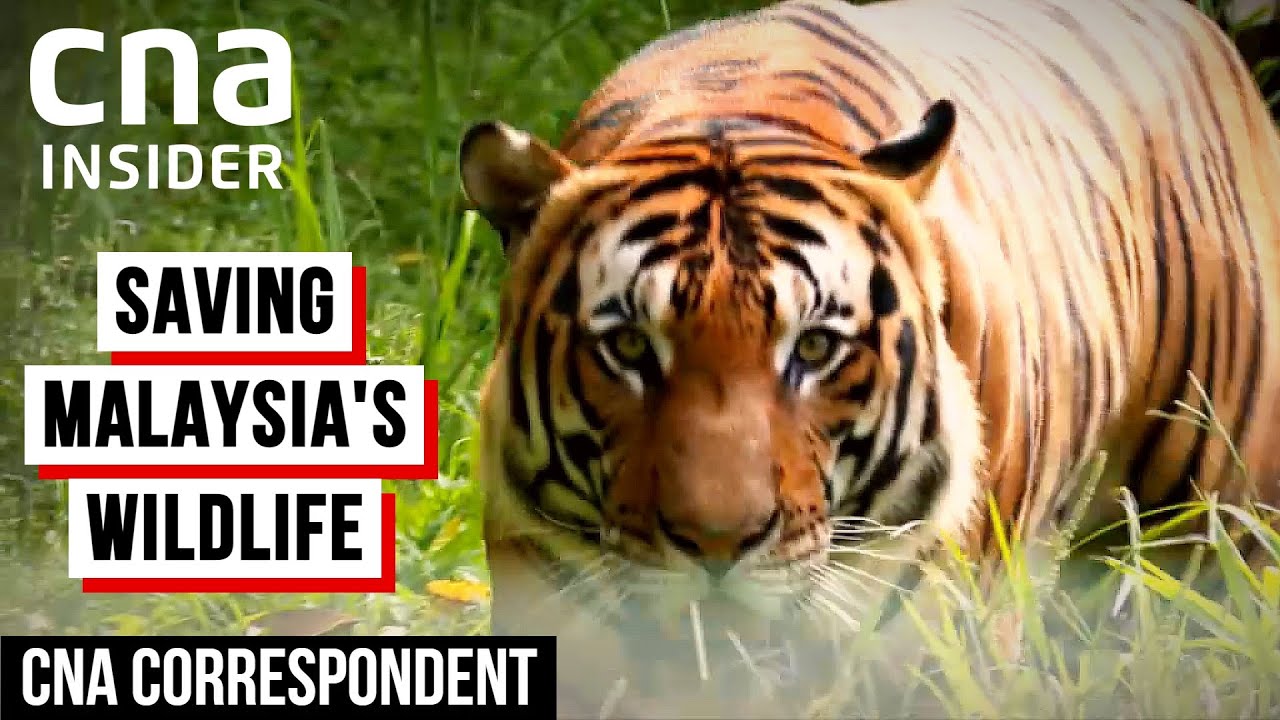 Saving Malaysia's Endangered Animals From Extinction | CNA Correspondent
