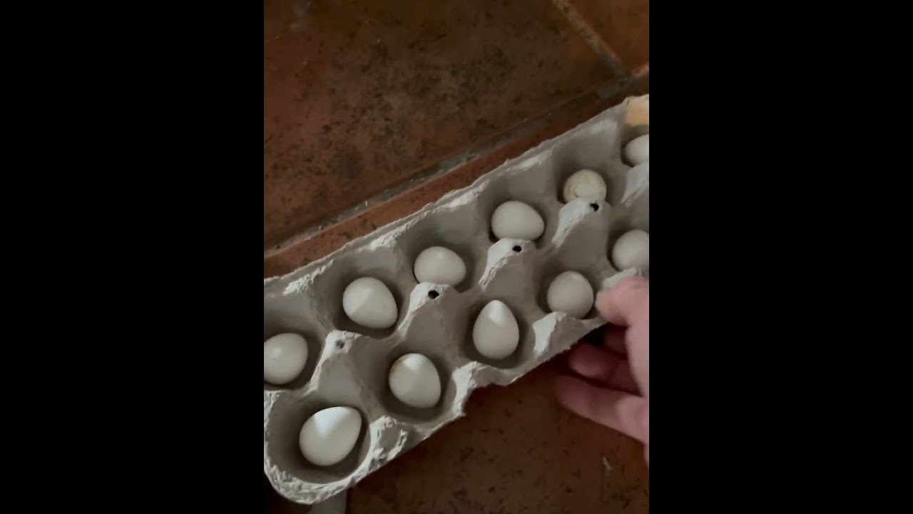 Hatching Tennessee Red Quail