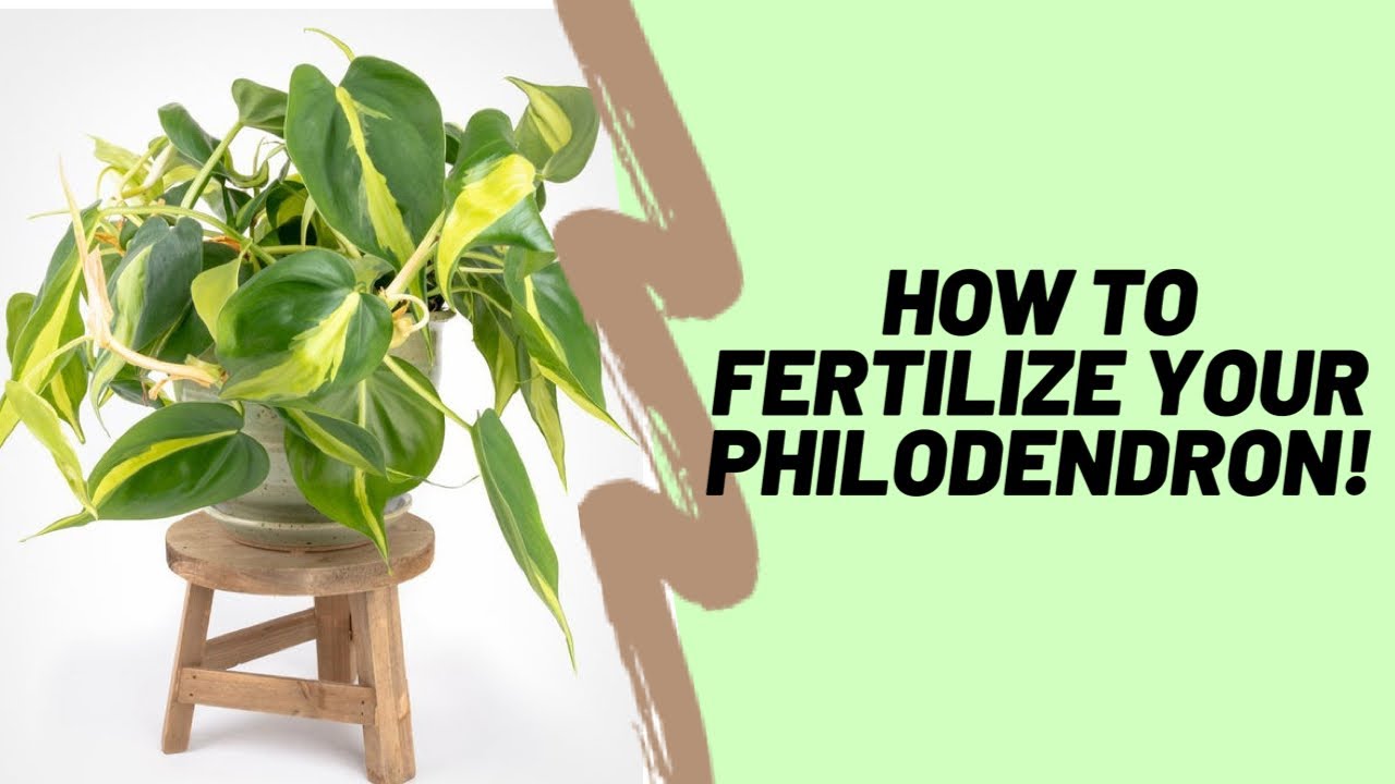 How To Properly Fertilize Your Philodendron!