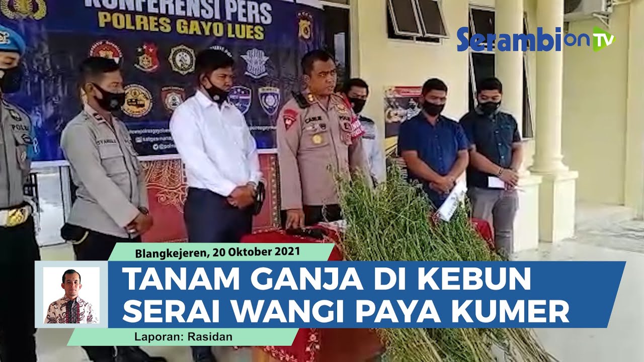 Polisi Gayo Lues Obrak-Abrik Ladang Ganja di Kebun Serai Wangi Paya Kumer, Pemilik Kabur