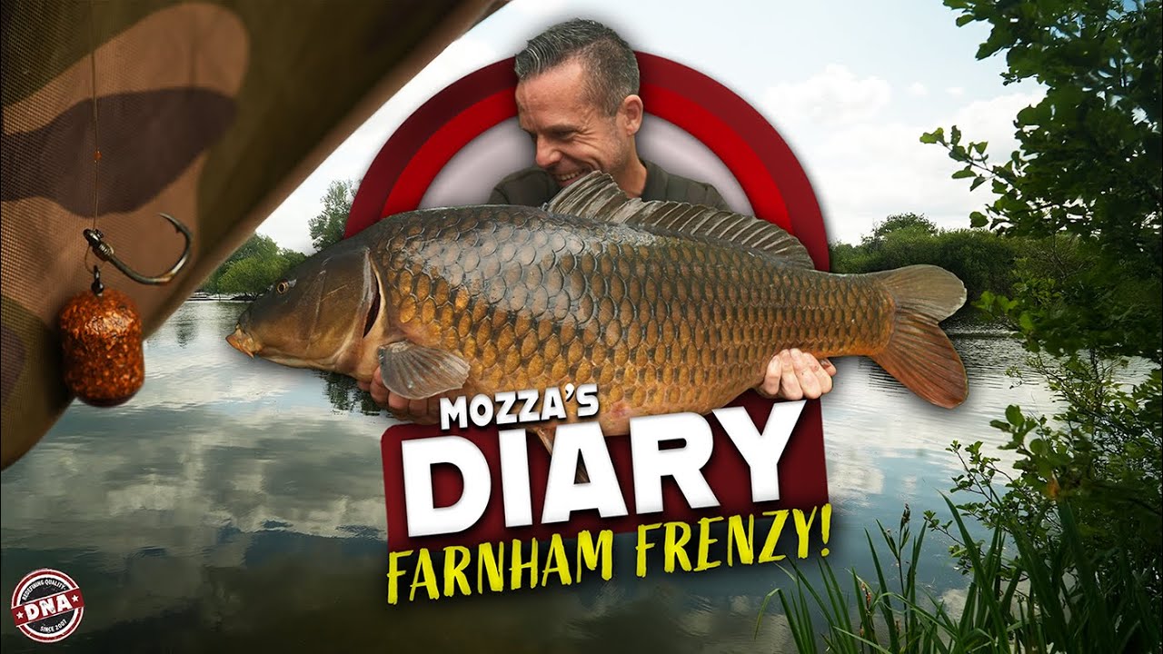 CARP GO CRAZY IN FARNHAM FRENZY! MOZZA'S DIARY #08! DNA BAITS | LEE 'MOZZA' MORRIS | CARP FISHING