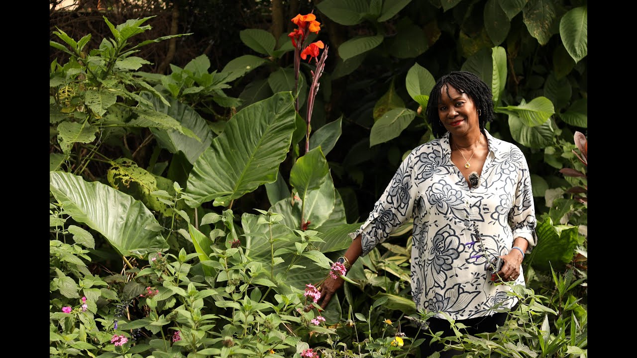 Alocasia Plant Care Essential: Understanding the Plant Requirements and Propagation Tips.