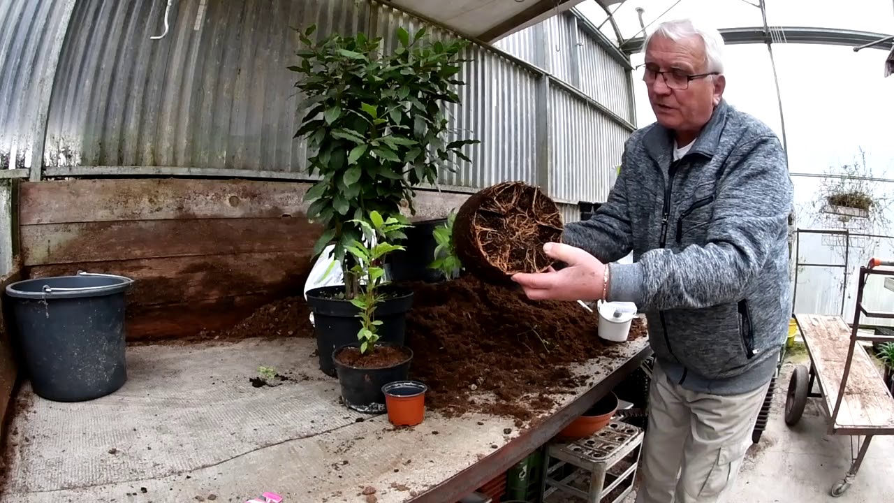 Bobkový list lourus