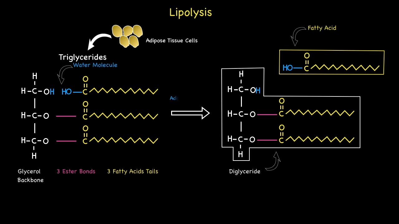 Lipolysis