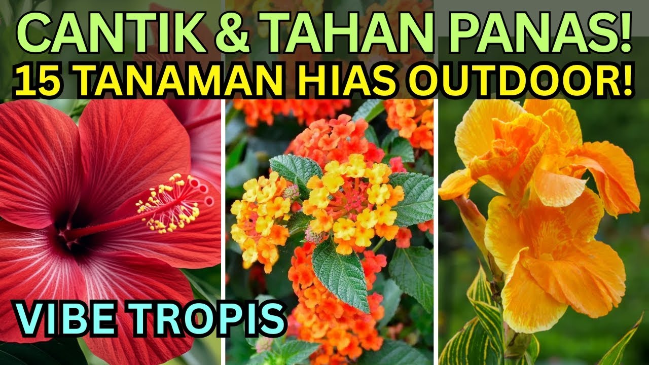 CANTIK & TAHAN PANAS! 15 Tanaman Hias FAVORIT untuk Taman Depan Rumah Tropis Tetap Sejuk Saat Terik