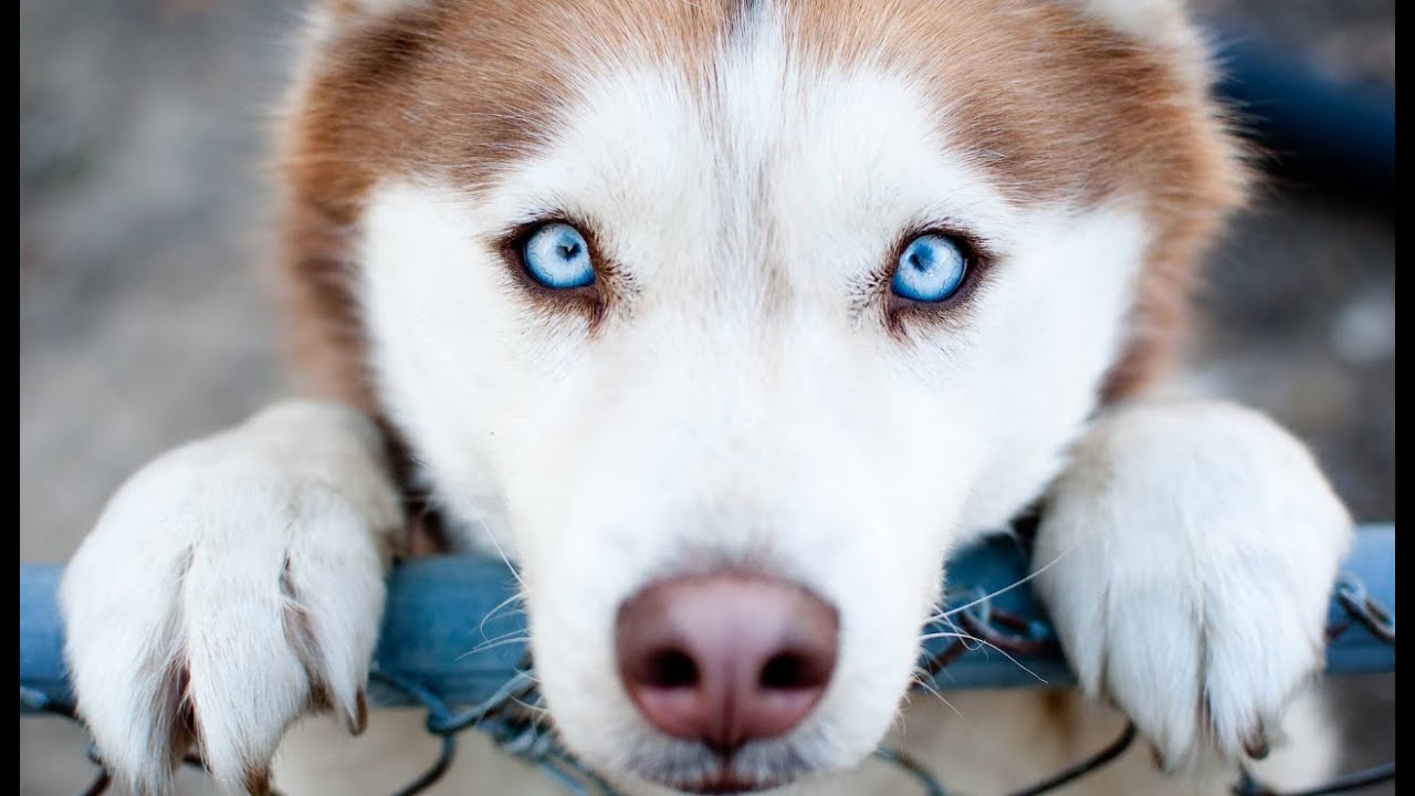 How Do Dogs See The World?