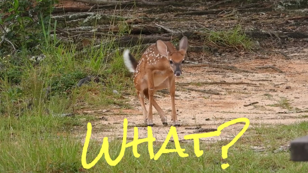 Baby deer fawn scared and starts peeing, Then this happens......