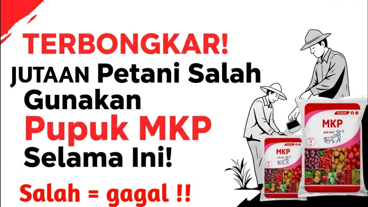 JANGAN PAKAI PUPUK MKP SEBELUM NONTON VIDEO INI! BISA GAGAL PANEN