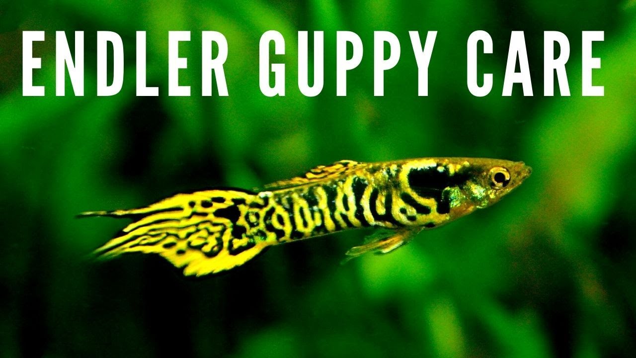 How to Breed + Care for Endler Guppies