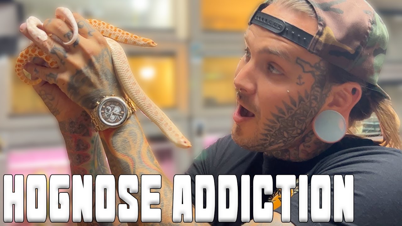 I have a Problem guys.... Im ADDICTED to HOGNOSE SNAKES!!