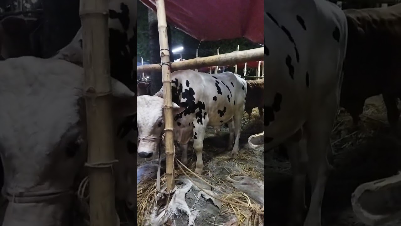 Cow bazaar @CowboyKentRollins @cow