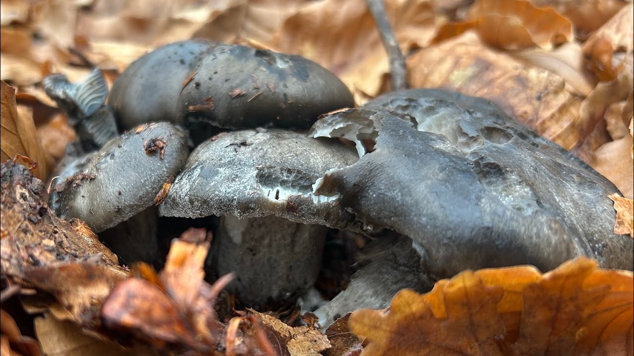Hygrophorus Marzuolus del 13 de febrero de 2025