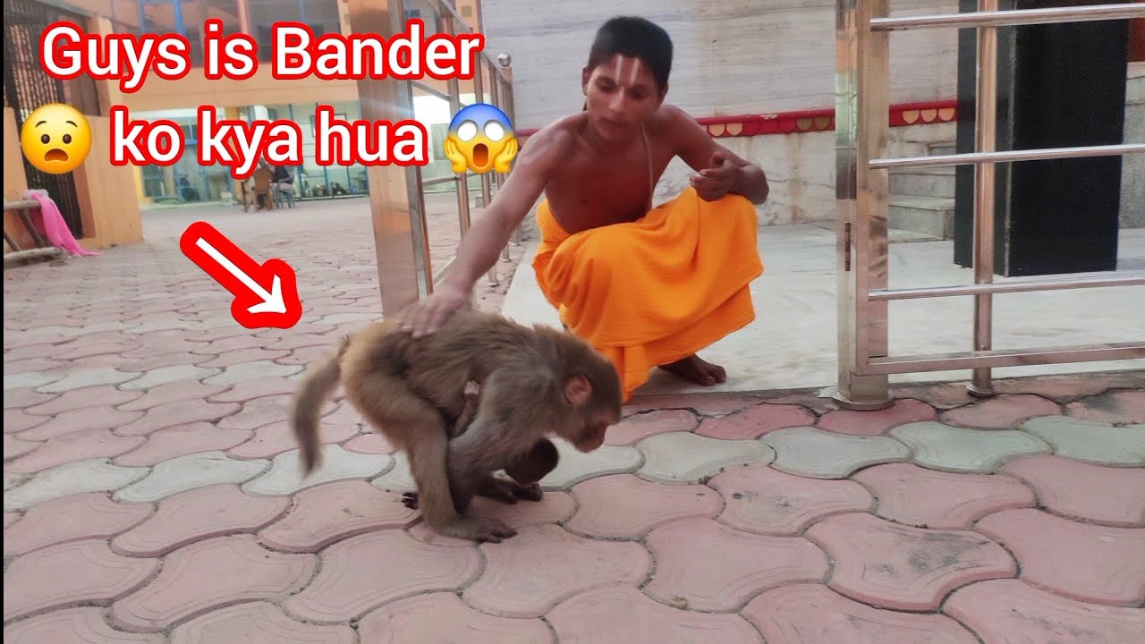 Aaiye dekeh is Bander ko kya ho gaya 😭😭😭😭
