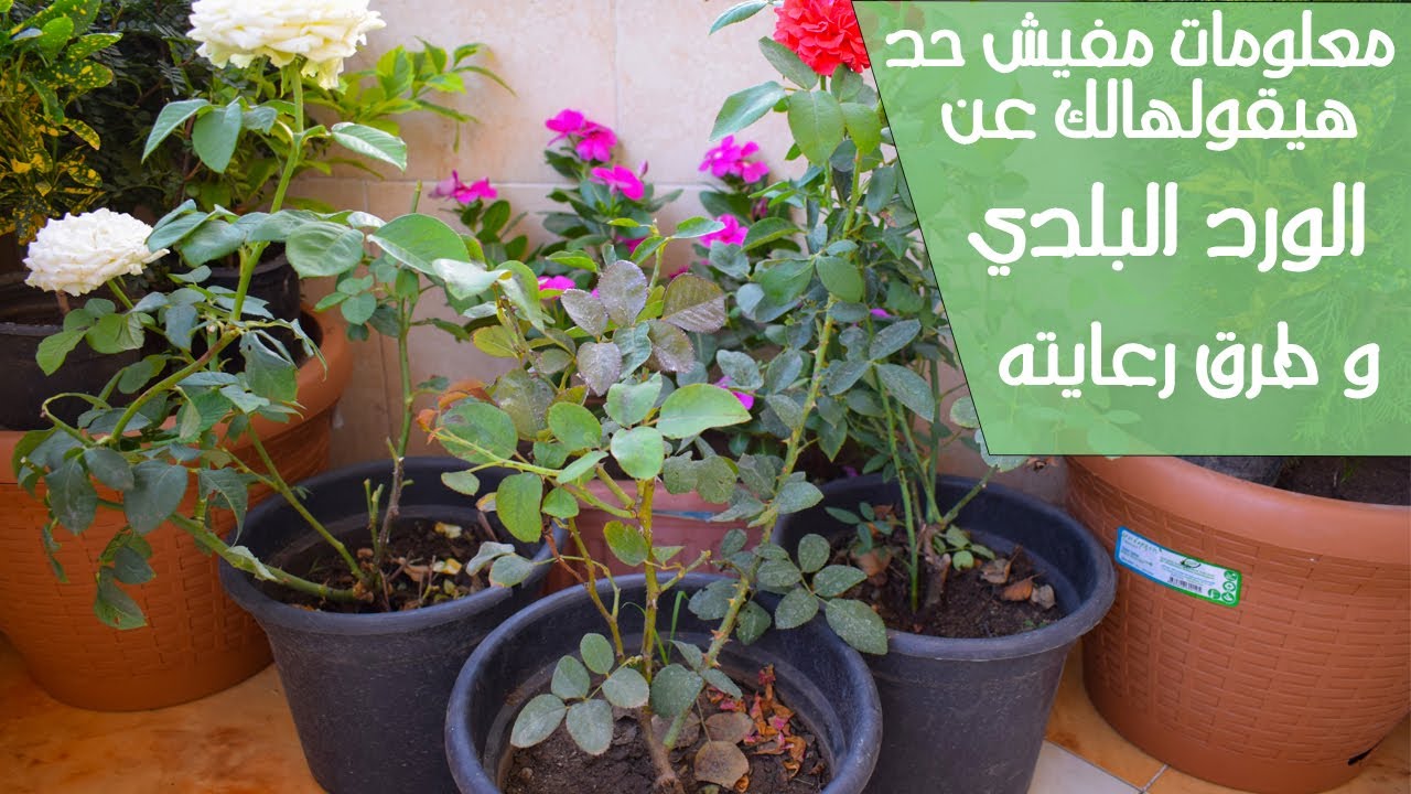 معلومات ٩٠ %من الناس ميعرفوهاش عن الورد البلدي و خاصة اخر معلومة