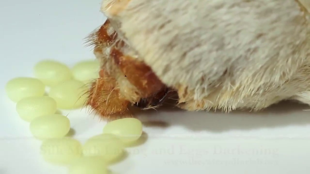 Domestic Silkworm Moth Lays Eggs at the Caterpillar Lab