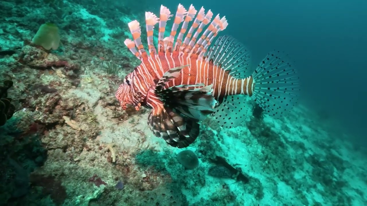 Padangbai・Bali・Indonesia
