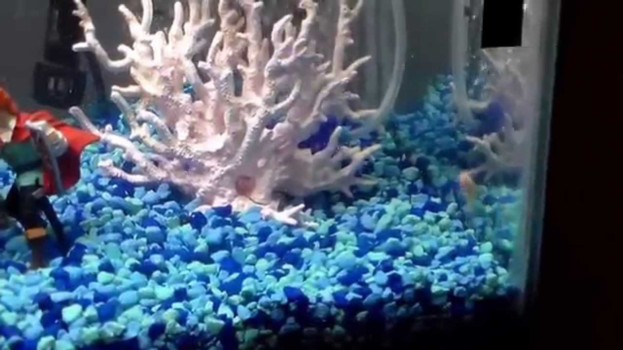 Albino Cory Albino Paleatus Cory, Armored Catfish Family: Callichthyidae Swimming with Guppies