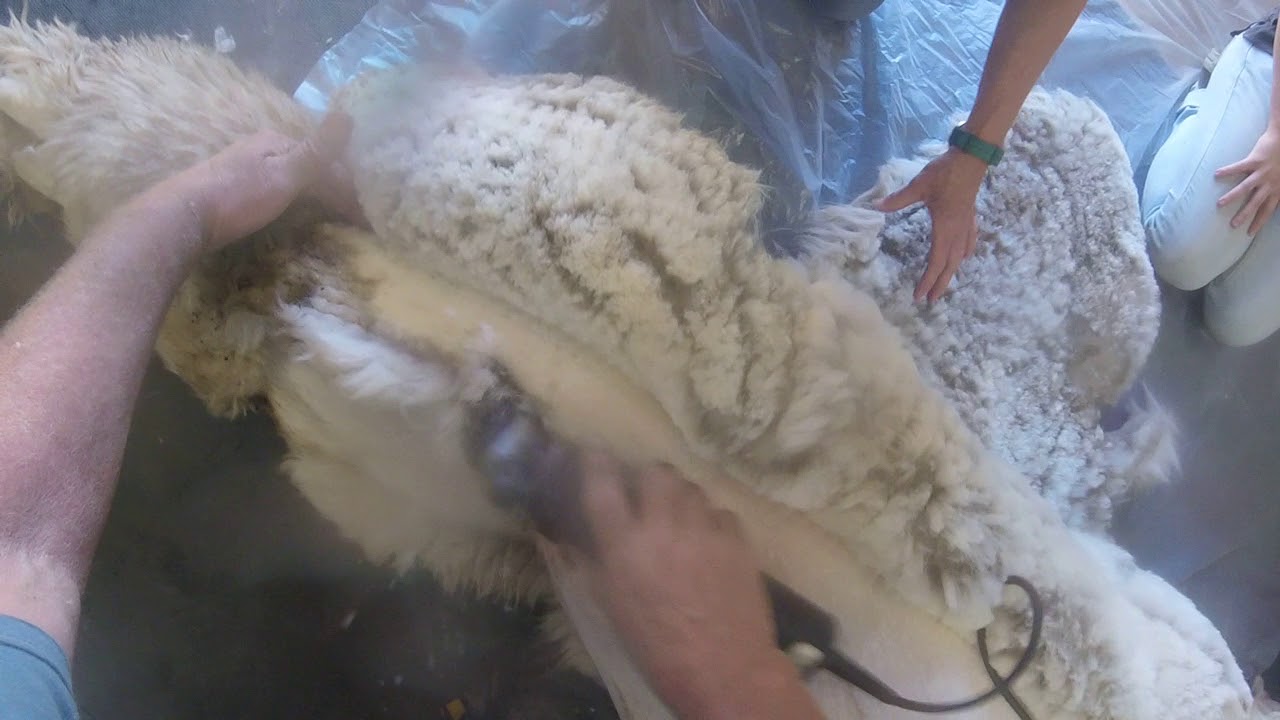 Mark Loffhagen Alpaca Shearing with a Go Pro
