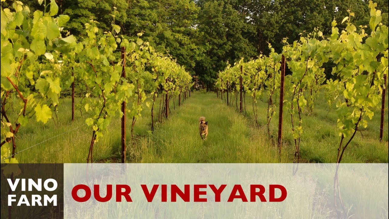 Our Vineyard Story - A Dream Meets Reality