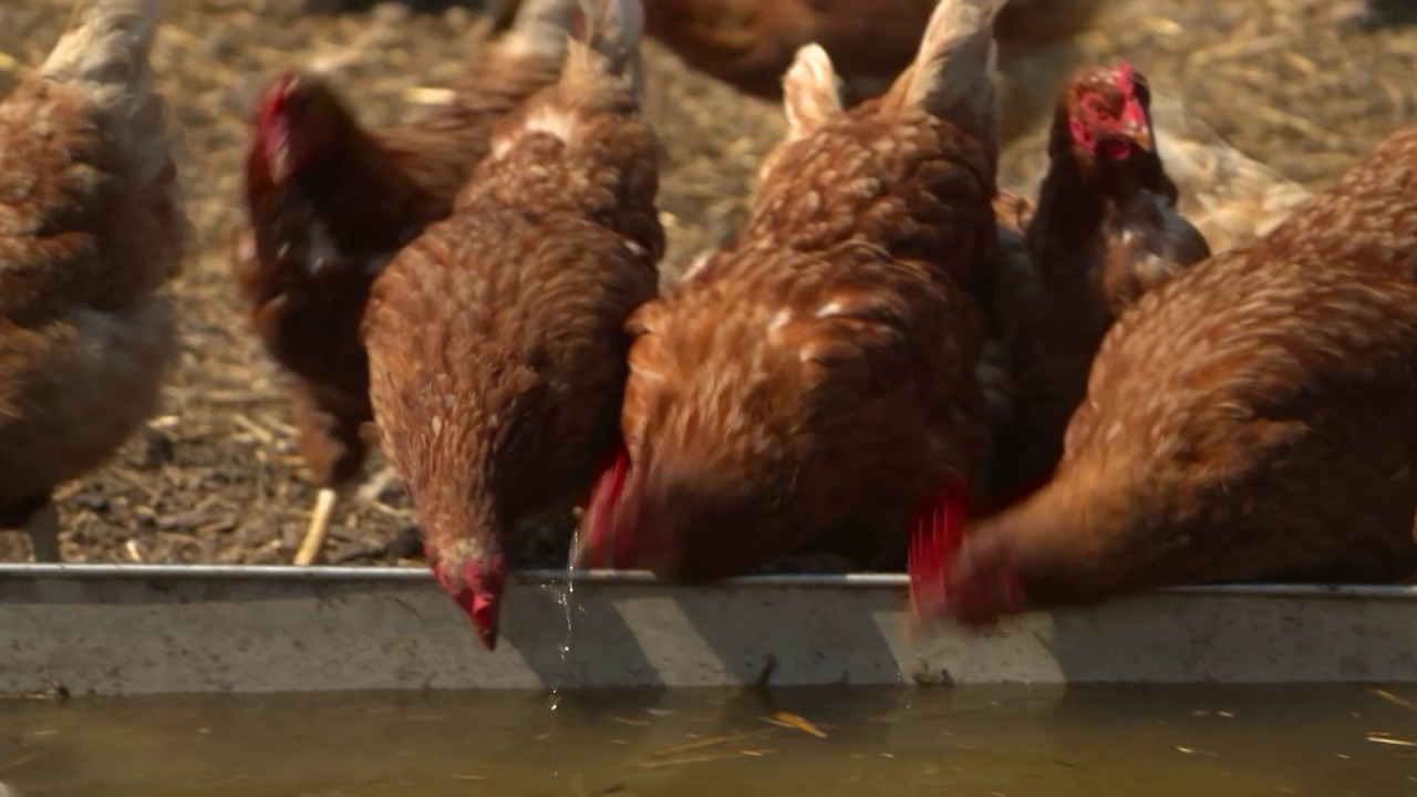 Ferien Bauernhof Fehmarn mit Streichelzoo echte Tiere f&uuml;ttern streicheln im Urlaub Meislahnhof