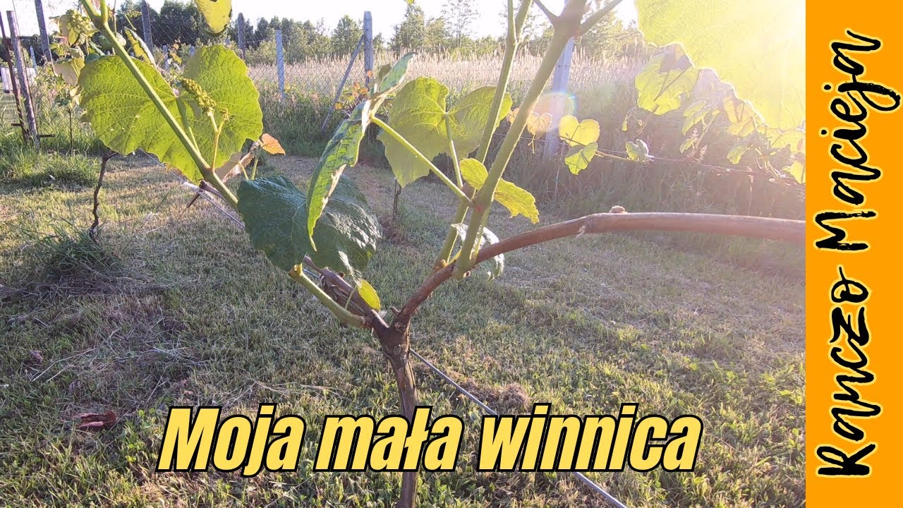 Spokojna praca przy winnicy #263