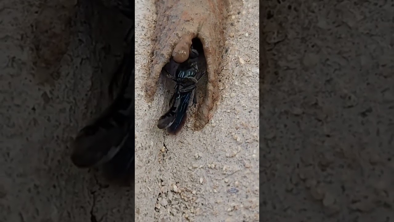 House building by Mud Dauber
