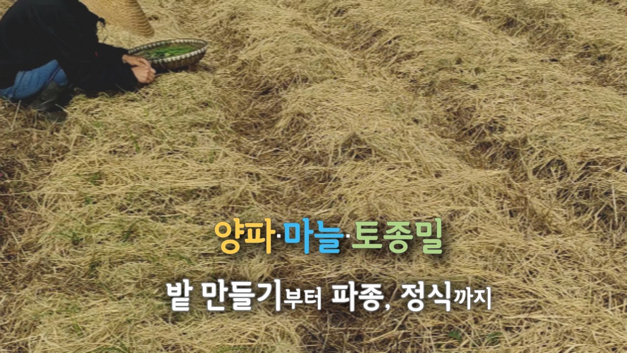 양파,마늘, 토종밀. 파종부터 정식까지 / 비닐멀칭, 화학약품 사용 없이발효퇴비만으로 키우기 / onion garlic farming