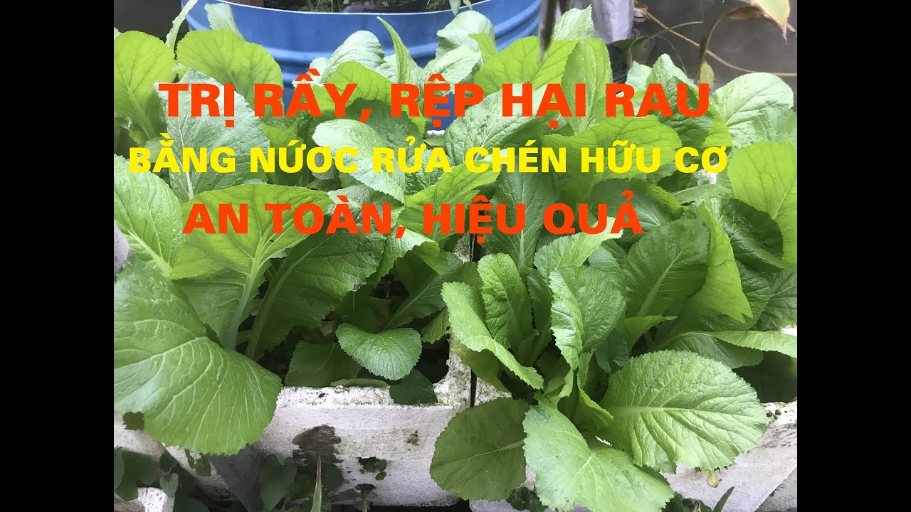 DIỆT RẦY, RỆP HẠI RAU AN TOÀN, HIỆU QUẢ BẰNG NƯỚC RỬA CHÉN HỮU CƠ