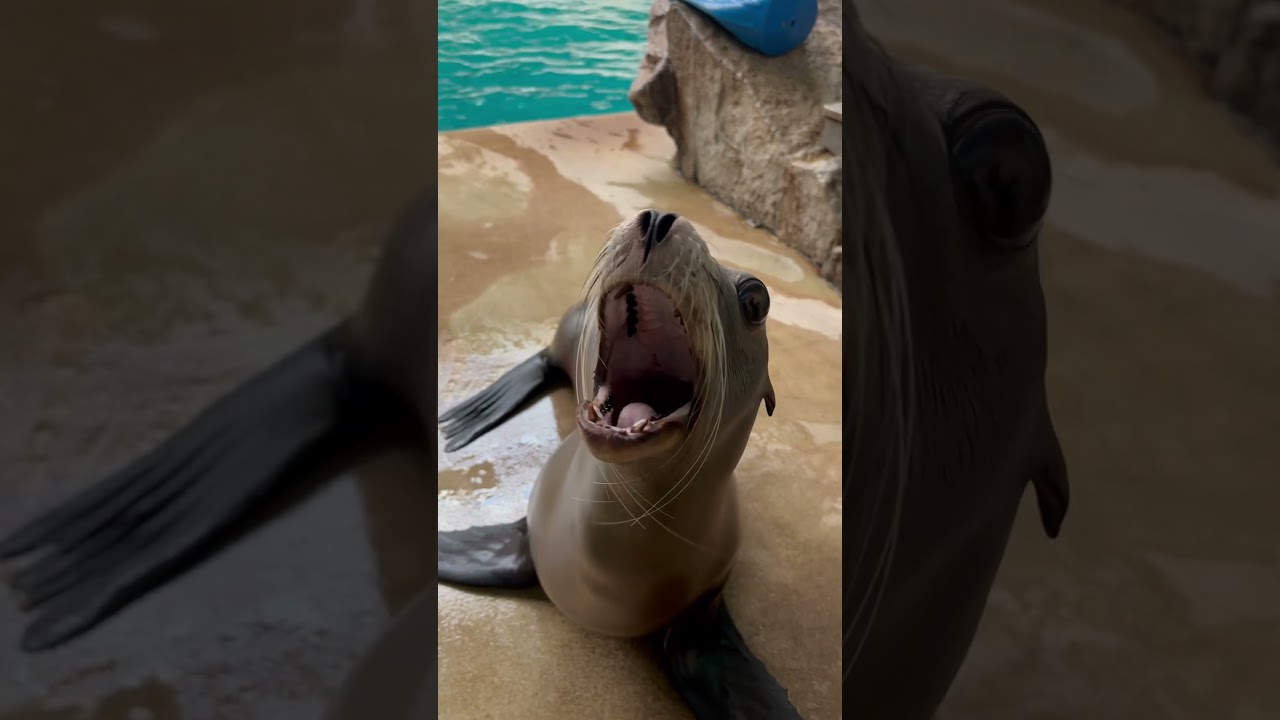 Which California sea lion vocal describes your day?