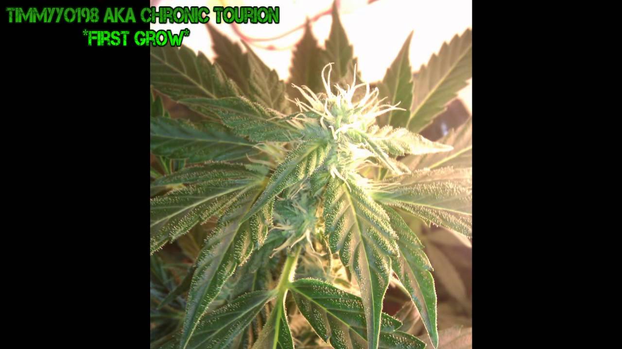 Anubis 6 weeks old (3 weeks flowering)