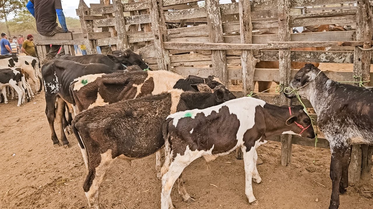 FEIRA DE GADO DE CARUARU PE, BEZERROS BARATOS DE 200 REAIS, TERÇA FEIRA, (27/01/25) #nordeste