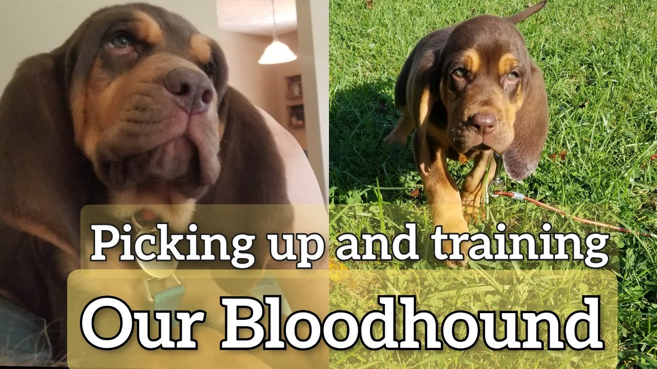 Getting our Bloodhound puppy and our first time training him to track!