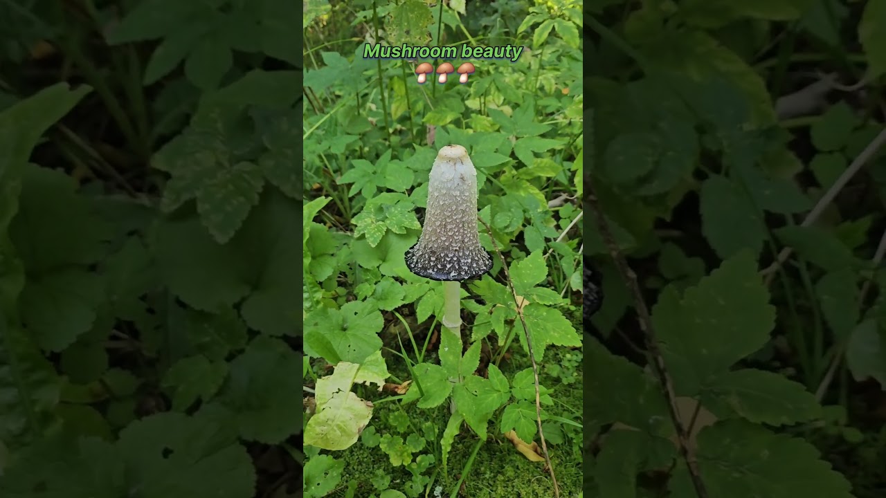 Magpie inkcap
